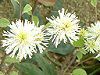 �O�~'���C�����C�g'(��� 'Limelight')