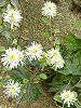 �O�~'���C�����C�g'(��� 'Limelight')