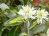 �O�~'���C�����C�g'(��� 'Limelight')