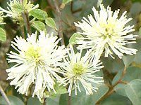 �O�~'���C�����C�g'(��� 'Limelight')
