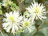 �O�~'���C�����C�g'(��� 'Limelight')
