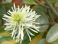 �O�~'���C�����C�g'(��� 'Limelight')