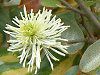 �O�~'���C�����C�g'(��� 'Limelight')