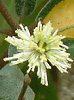 �O�~'���C�����C�g'(��� 'Limelight')
