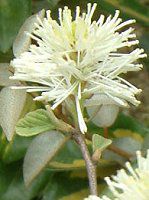 �O�~'���C�����C�g'(��� 'Limelight')
