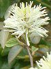 �O�~'���C�����C�g'(��� 'Limelight')