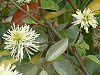 �O�~'���C�����C�g'(��� 'Limelight')