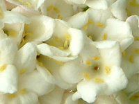 �K�}�Y�~ '�J�[���Z�t�@����'(Viburnum 'carlcephalum')