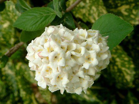 �K�}�Y�~'�J�[���Z�t�@����'(Viburnum 'carlcephalum')