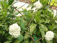 �K�}�Y�~ '�J�[���Z�t�@����'(Viburnum 'carlcephalum')