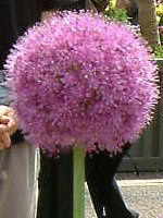 �A���E���E�M�K���e�E��(Allium giganteum)