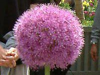 �A���E���E�M�K���e�E��(Allium giganteum)��