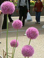 �A���E���E�M�K���e�E��(Allium giganteum)