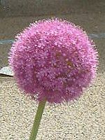 �A���E���E�M�K���e�E��(Allium giganteum)
