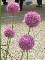 �A���E���E�M�K���e�E��(Allium giganteum)