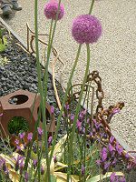 �A���E���E�M�K���e�E��(Allium giganteum)