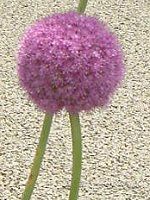 �A���E���E�M�K���e�E��(Allium giganteum)