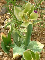 �`���[���b�v(Tulip)