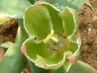 �`���[���b�v(Tulip)