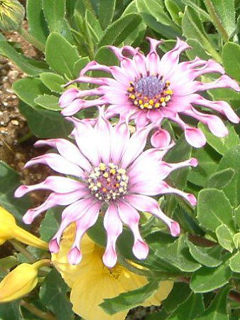 �I�X�e�I�X�y���}�� '�i�V���K'