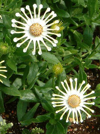 �I�X�e�I�X�y���}�� '�i�V���K'