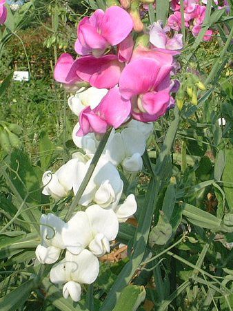 �X�C�[�g�s�[(Sweet pea)