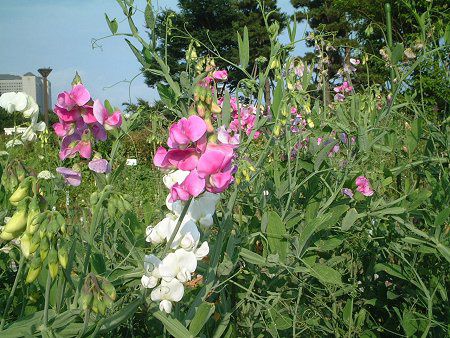 �X�C�[�g�s�[(Sweet pea)