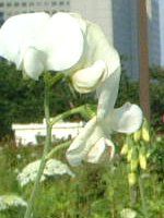 �X�C�g�s�[(Sweet pea)