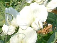 �X�C�g�s�[(Sweet pea)