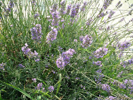 �C���O���b�V�����x���_�[�iEnglish lavender�j
