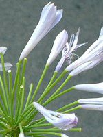 �A�K�p���T�X(Agapanthus)