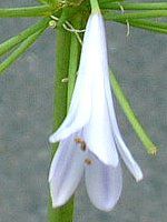 �A�K�p���T�X(Agapanthus)