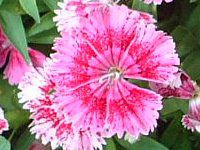 �_�C�A���T�XDianthus)