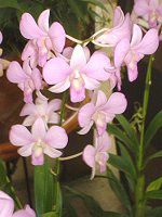 �f���h���r�E��(Dendrobium)