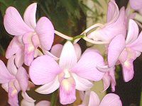 �f���h���r�E��(Dendrobium)