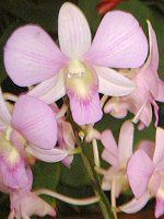 �f���h���r�E��(Dendrobium)
