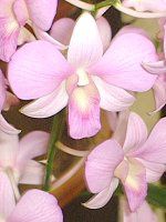 �f���h���r�E��(Dendrobium)