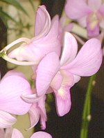 �f���h���r�E��(Dendrobium)
