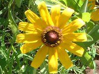 ���h�x�L�A��q���^(Rudbeckia hirta)