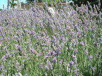 �C���O���b�V���E���x���_�[(English lavender)