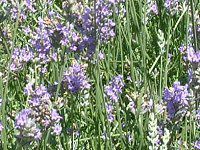 �C���O���b�V���E���x���_�[(English lavender)