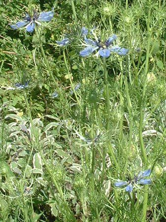 �j�Q���E�_�}�X�P�i(Nigella damascena)