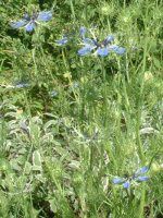 �j�Q��(Nigella)