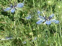 �j�Q��(Nigella)