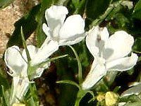 ���x���A(Lobelia)