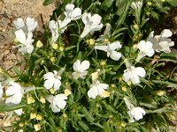 ���x���A(Lobelia)-white-spring