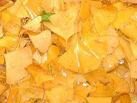 �C�`���E�i�������j