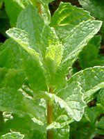 �X�y�A�~���g(Spearmint)