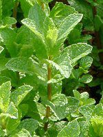 �X�y�A�~���g(Spearmint)