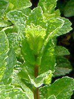 �X�y�A�~���g(Spearmint)